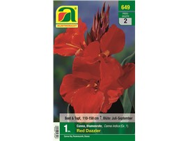 Canna "Red Dazzler":   Canna oder indianisches Blumenrohr mit intensiv roten Blüten.