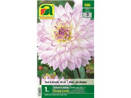 Dahlien "Crazy Love":   Großbluminge, weiße Kaktusdahlie mit feiner lila Zeichnung an den Rändern de