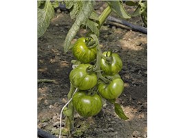 Tomate "Green Zebra":   Eine ertragreiche Sorte mit mittelgroßen, grün gestreiften Früchten.