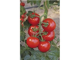 BIO Tomate "Bolstar Granda":   Reich- und frühtragende Sorte mit dunkelroten, mittelgroßen Früchten.