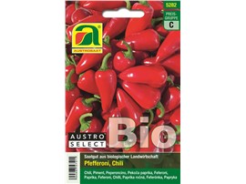 Pfefferoni BIO "Chili-AS Rot":   Ein von dunkelgrün auf rot abreifender Chili mit kleinen, kegelförmigen, ext