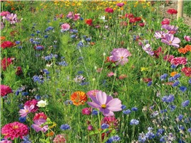 Sommerpflücken:   "SOMMERPFLÜCKEN" besteht aus ganz einfachen Blumen wie Kornblume, Schmuckkör