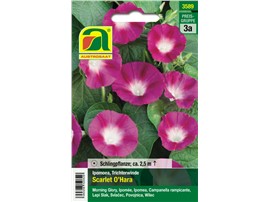 Trichterwinde "Scarlet O'Hara":   Dekorative Kletterpflanze mit mittelgroßen, trompetenförmigen Blüten.
