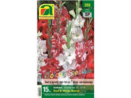 Gladiolen "Red & White Blend" Colour Specials:   Mischung aus weißen, roten und rot-weiß gezeichneten Gladiolen.