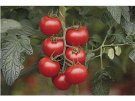 BIO Tomate "Bolstar Gimli F1":   Reich- und frühtragende Sorte mit dunkelroten, mittelgroßen Früchten.