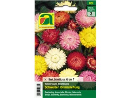 Strohblume "Schweizer Idealmischung":   Eine großblumige, farbenreiche Mischung.