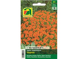 Tagetes, Studentenblume "Tangerine":   Überreich mit kleinen, einfachen Blüten bedeckt. Sehr buschiger Wuchs.