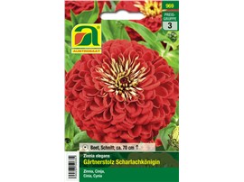 Zinnien "Gärtnerstolz Scharlachkönigin":   Große Blüten auf gesunden, festen Stielen.
