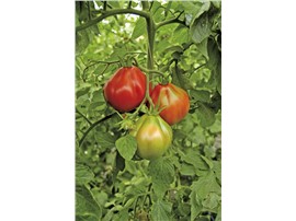 Tomate "Borsalina F1":   Bringt große, bis zu 0,5 kg schwere, fleischige, herzförmige Früchte.