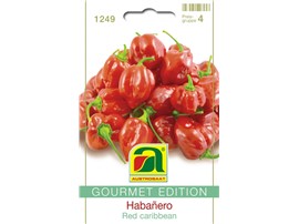 Habanero "Red caribbean":   Extrascharfer Habanero mit 3,5-5 cm langen und 2,5-3,5 cm breiten Früchten. 
